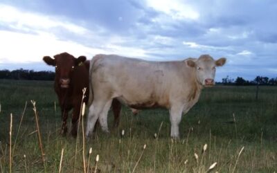 Six Problems with Anti-Slaughter Grazing Management