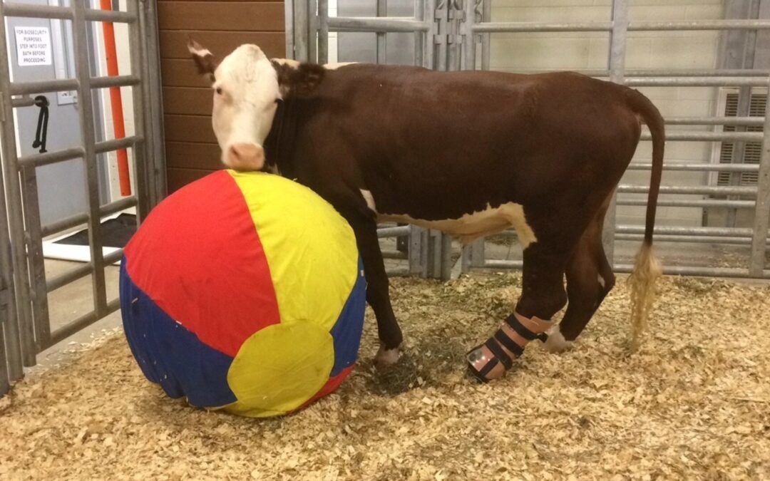 The Gentle Barn’s Prosthetic-Legged Steer is Dead… Under Suspicious Circumstances.