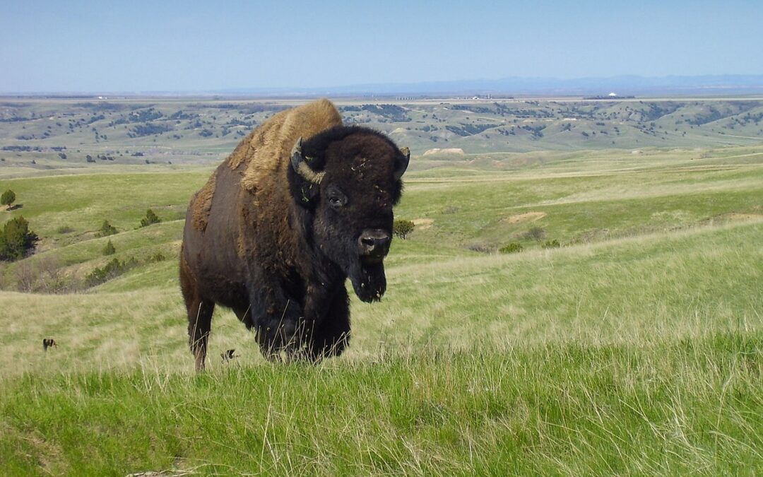 Bison vs. Cattle: Neither are Better nor Worse than the Other