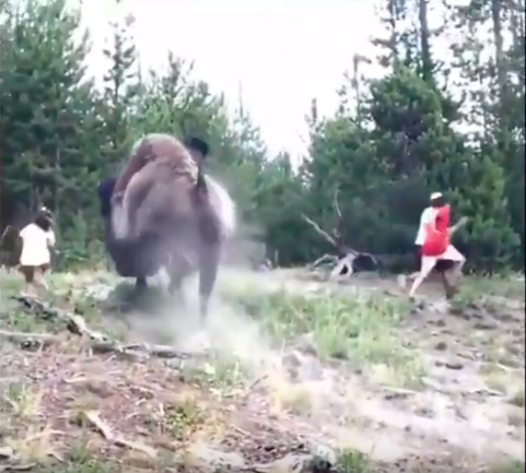 Bison Charging a Young Girl at Yellowstone: What Went Wrong