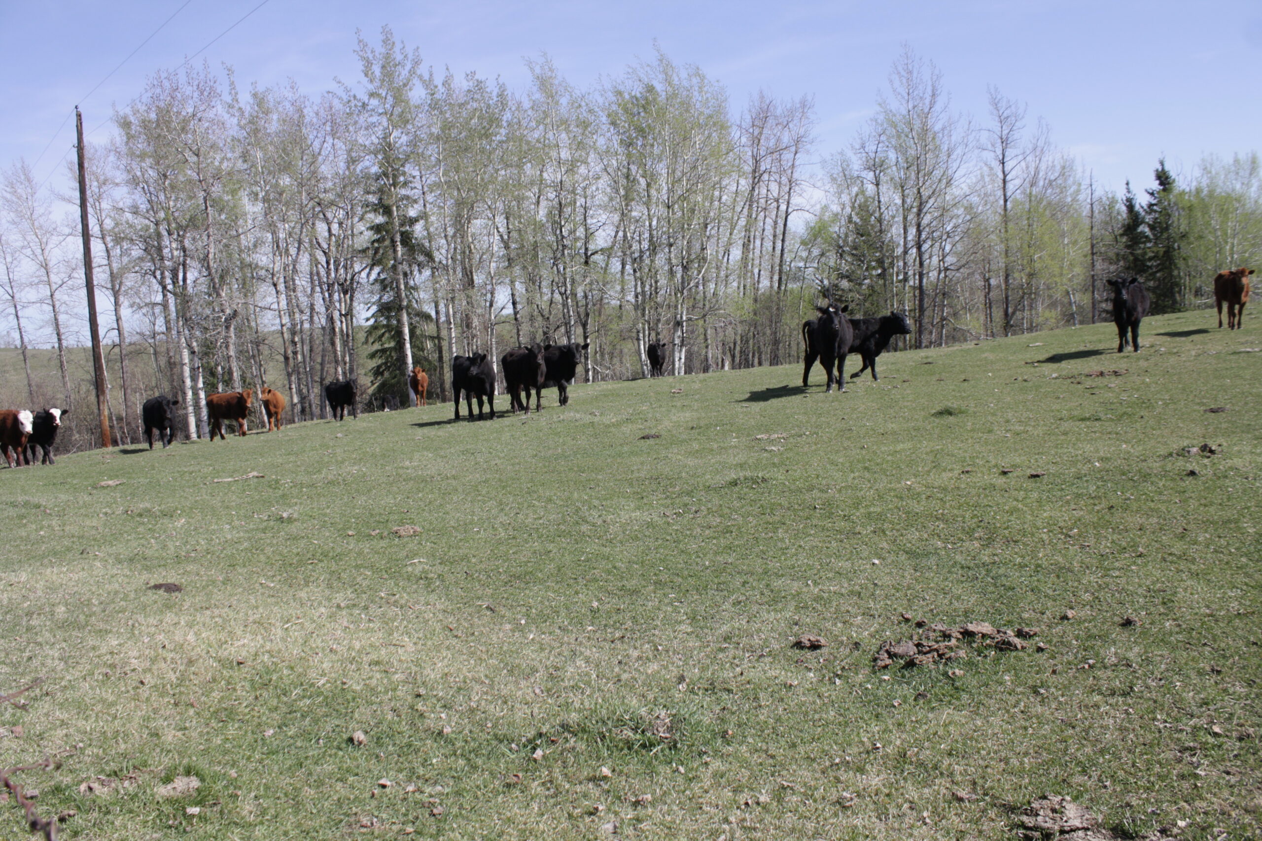 Spring Grazing Management: How Early Is Too Early?