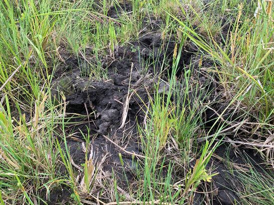 Pugging in your Pastures: Why it Happens & How to Prevent it