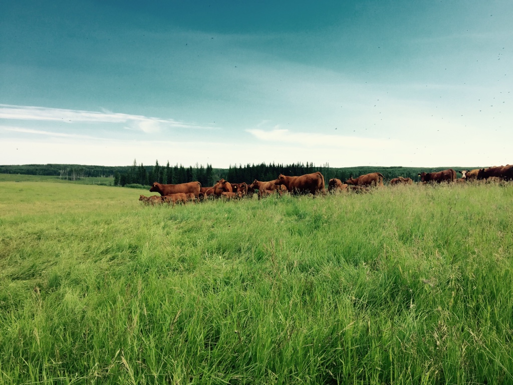 Another Land-Use Debate: Feedlot-finished vs. Forage-finished