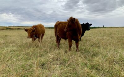 The Failure of Trying to Debunk Regenerative Grazing