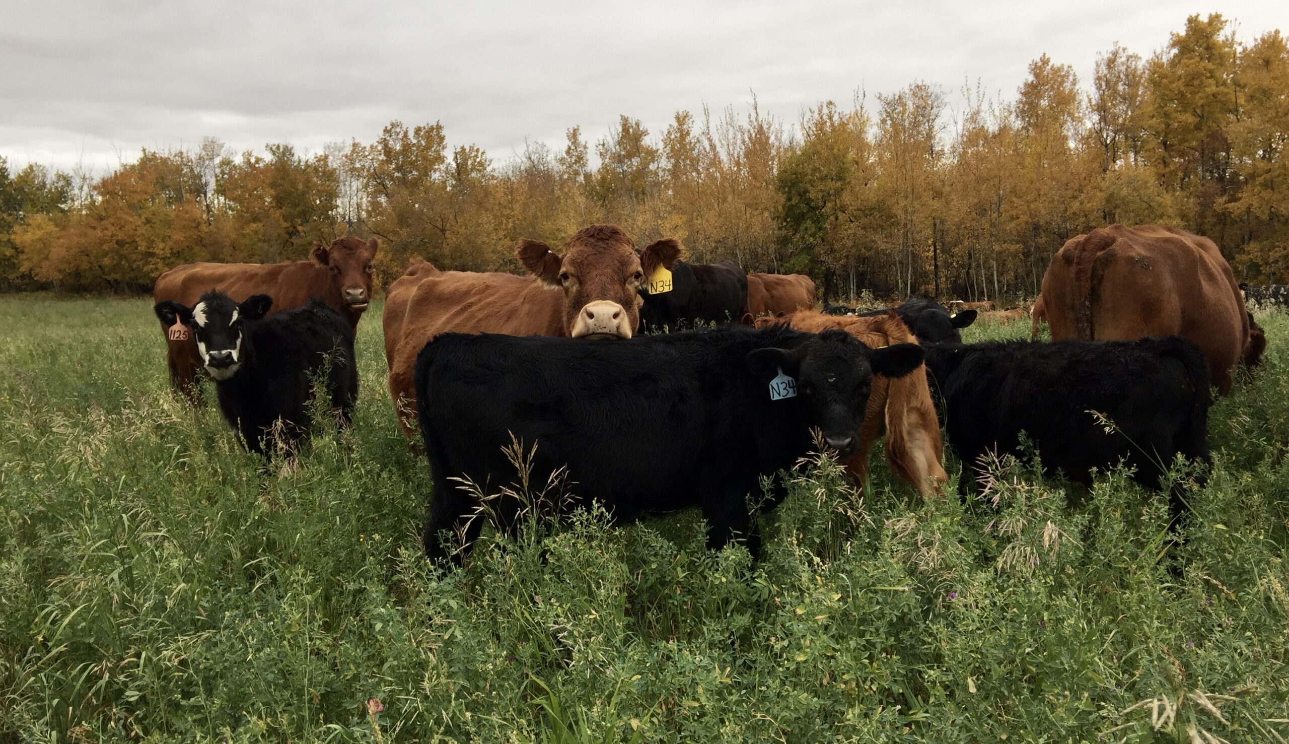 Regenerative Grazing Series | Tool #2 Pt. I: Living Organism Employees in Stocking Rates, Stock Density, and Animal Impact