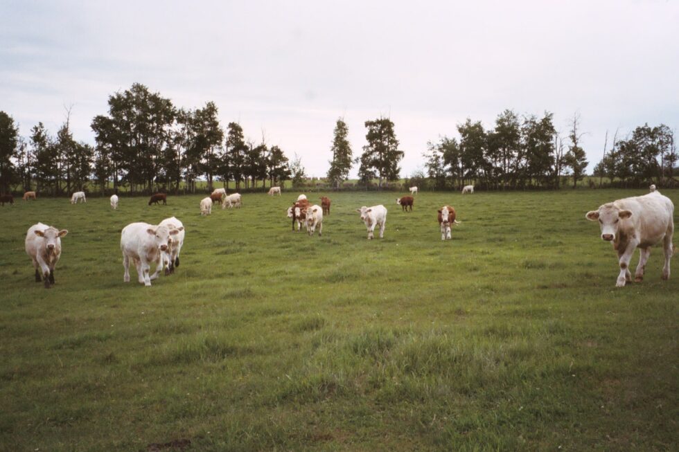 The Sexual Violation of Cows & Rape Racks: Truth or Fallacy? | Praise ... - Exceptional Pasture Fallacy Phenomenon Helsinki